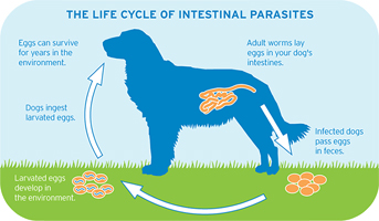 Intestinal worms in dogs Geneseo Vet Service