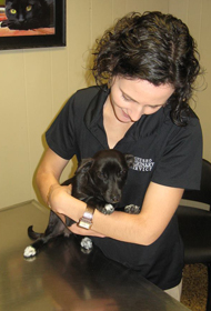 small animal vet services geneseo 